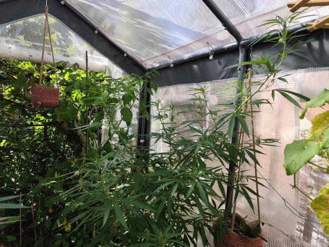 Greenhouse Summer Outdoor Grow 2026. Week 18
