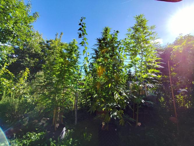 Greenhouse Summer Outdoor Grow 2026. Week 18 - Die drei Grazien