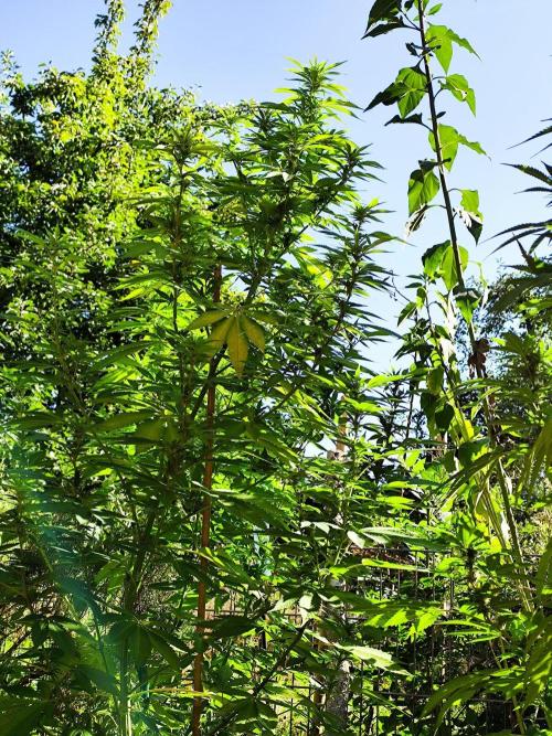 Greenhouse Summer Outdoor Grow 2026. Week 18 - Mimosa x Orange Punch fem. von Barney's Farm