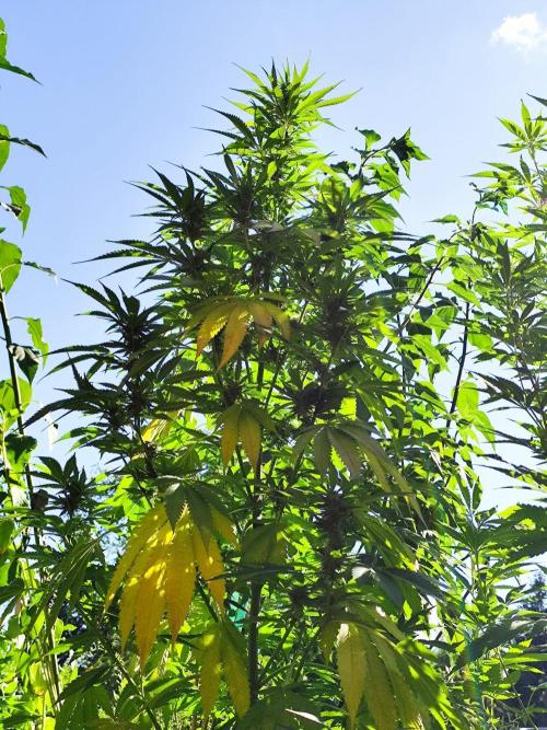 Greenhouse Summer Outdoor Grow 2026. Week 18 - Purple Lemonade FF von 2Fast4Buds