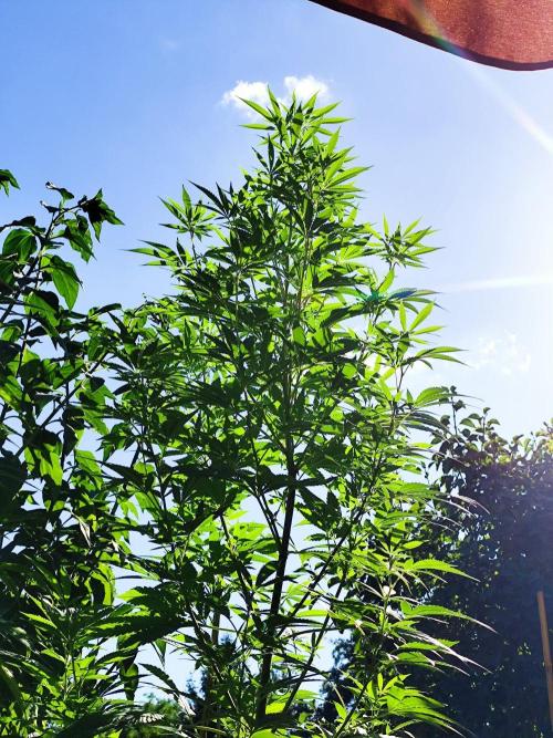Greenhouse Summer Outdoor Grow 2026. Week 18 - Chocolat Sherbet fem. von Grower's Choice