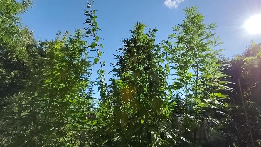 Greenhouse Summer Outdoor Grow 2026