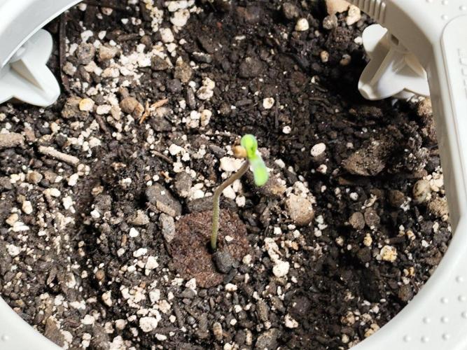 Guava Sundae Automatic Von 2Fast4Buds. Week 0 - Tag 4