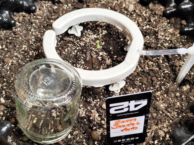 Guava Sundae Automatic Von 2Fast4Buds. Week 0