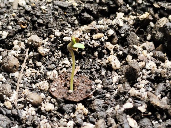 Schokoladendampf 🍫💨​. Week 0