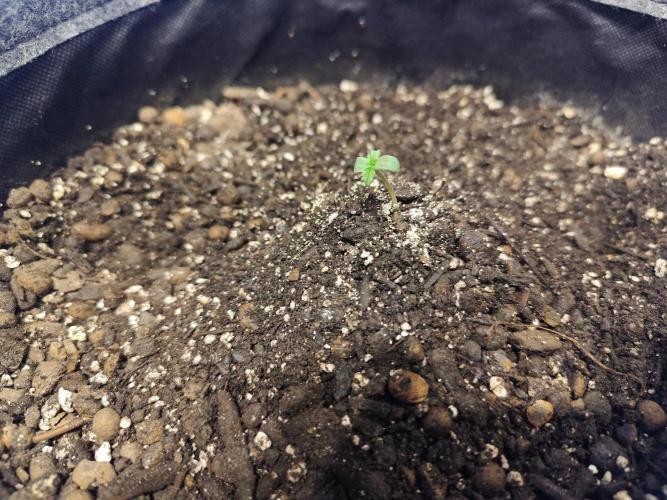 Schokoladendampf 🍫💨​. Week 0