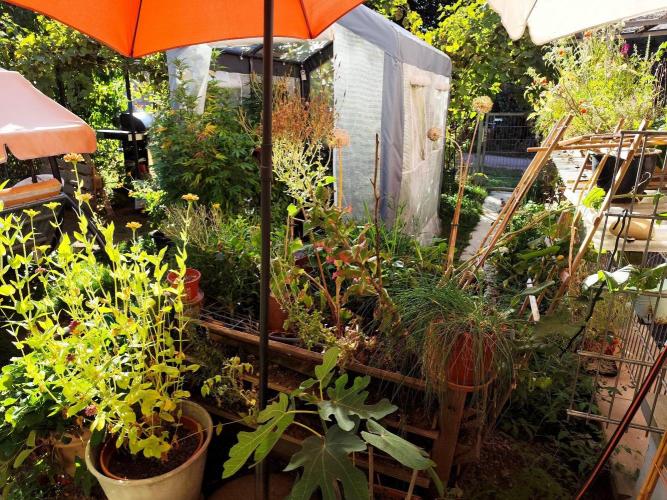Greenhouse Summer Outdoor Grow 2026. Week 19 - Tag 136