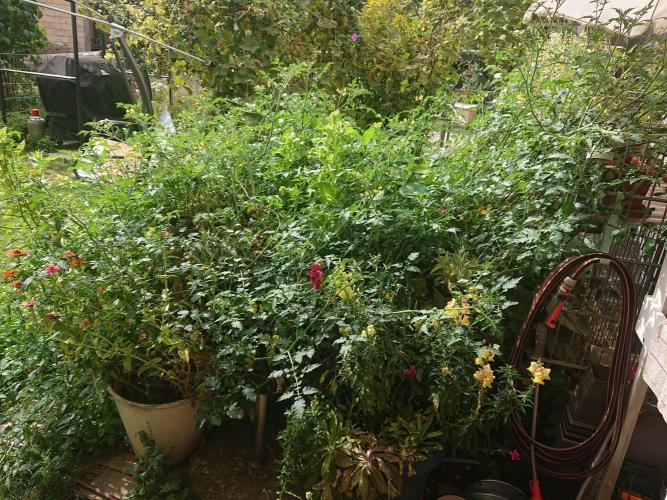 Greenhouse Summer Outdoor Grow 2026. Week 19 - Monstertomate gleicher Tag gleiche Stelle 2024