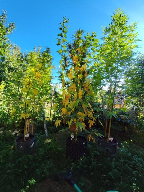 Greenhouse Summer Outdoor Grow 2026. Week 19 - Die drei Grazien