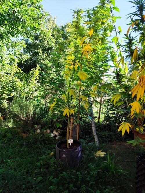 Greenhouse Summer Outdoor Grow 2026. Week 19 - Mimosa x Orange Punch fem. von Barney's Farm