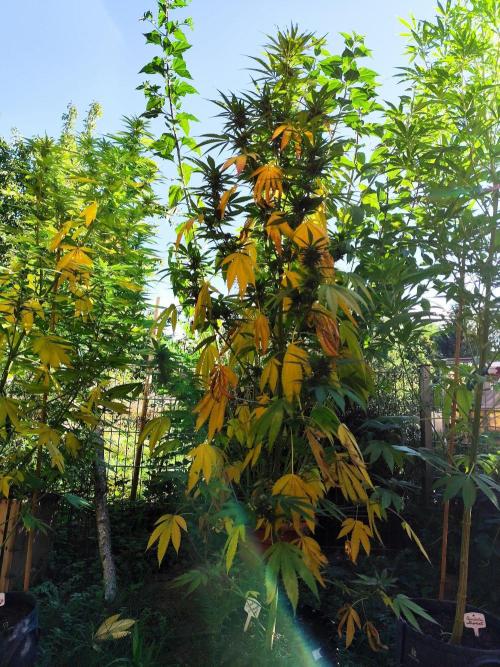 Greenhouse Summer Outdoor Grow 2026. Week 19 - Purple Lemonade FF von 2Fast4Buds