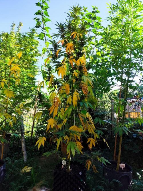 Greenhouse Summer Outdoor Grow 2026. Week 19