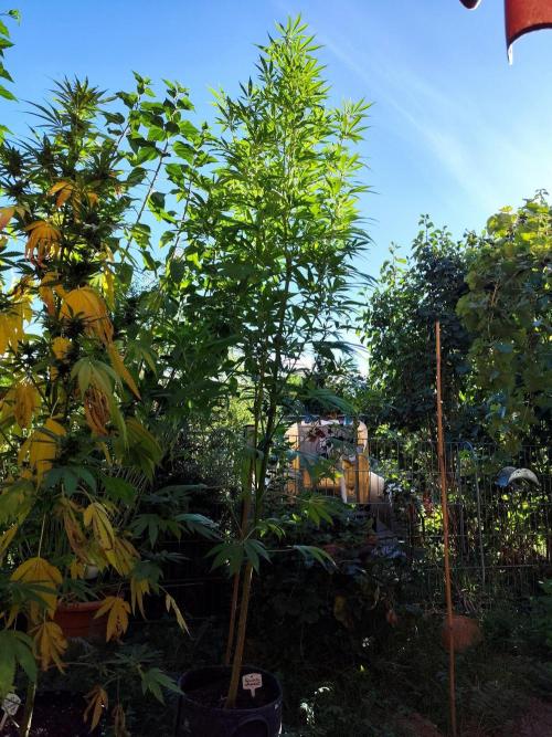 Greenhouse Summer Outdoor Grow 2026. Week 19 - Chocolat Sherbet fem. von Grower's Choice