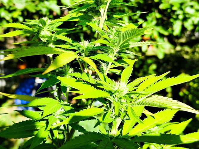 Greenhouse Summer Outdoor Grow 2026. Week 19