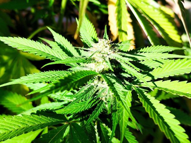 Greenhouse Summer Outdoor Grow 2026. Week 19