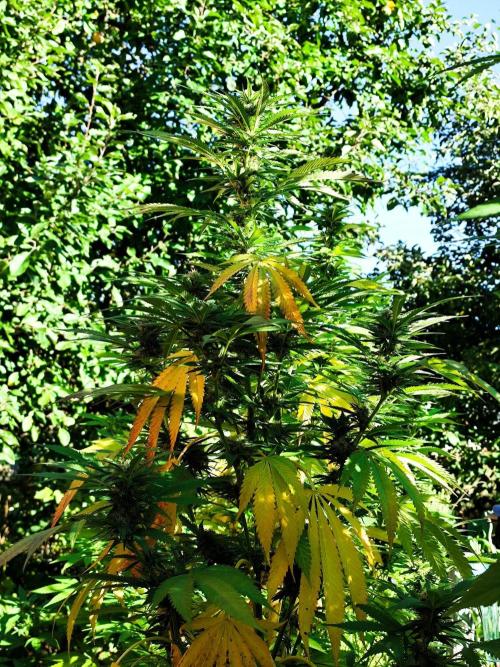 Greenhouse Summer Outdoor Grow 2026. Week 19