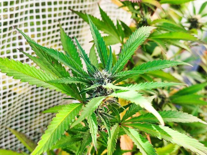Greenhouse Summer Outdoor Grow 2026. Week 19 - Blueberry Cut von Hanfgarten