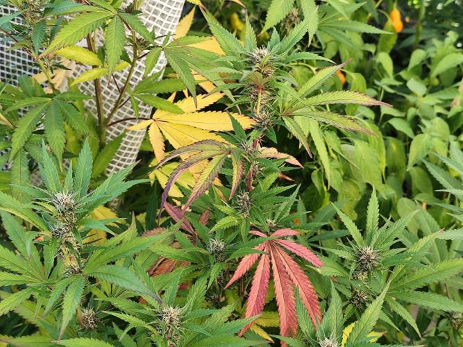 Greenhouse Summer Outdoor Grow 2026. Week 19