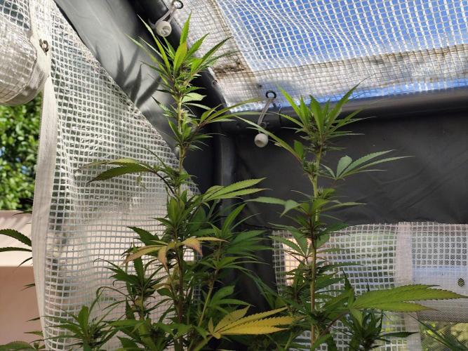 Greenhouse Summer Outdoor Grow 2026. Week 19