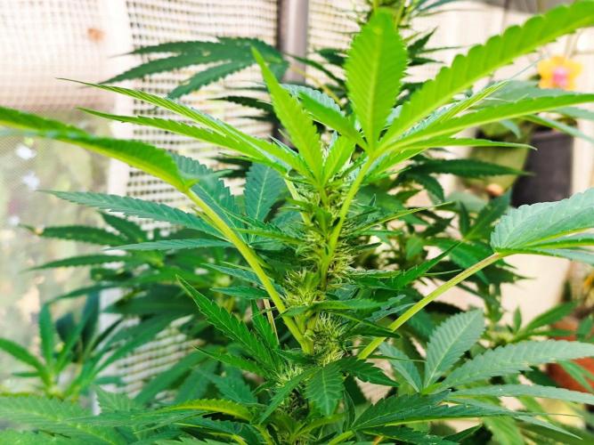 Greenhouse Summer Outdoor Grow 2026. Week 19 - Runtz Cut von Hanfgarten