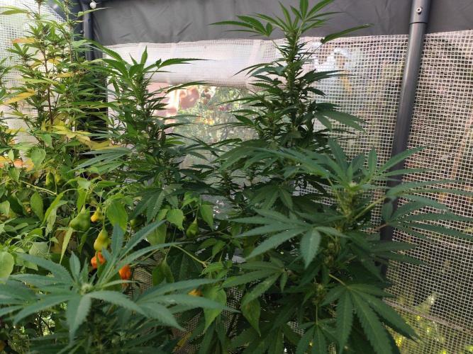 Greenhouse Summer Outdoor Grow 2026. Week 19