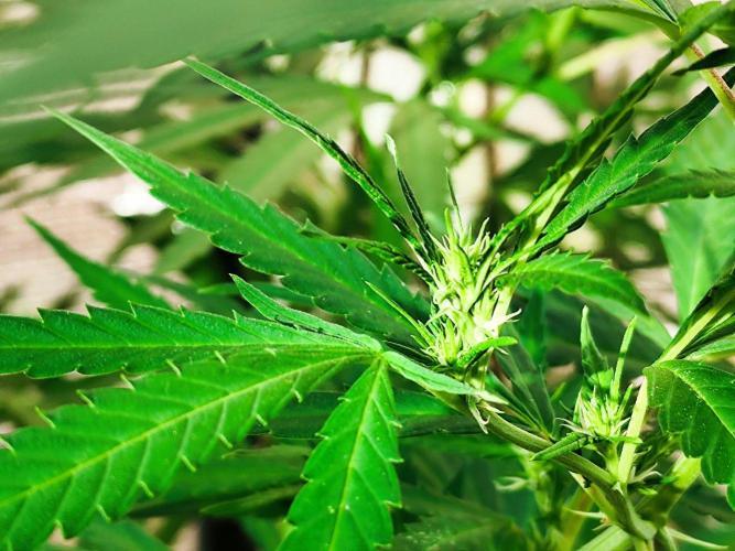 Greenhouse Summer Outdoor Grow 2026. Week 19