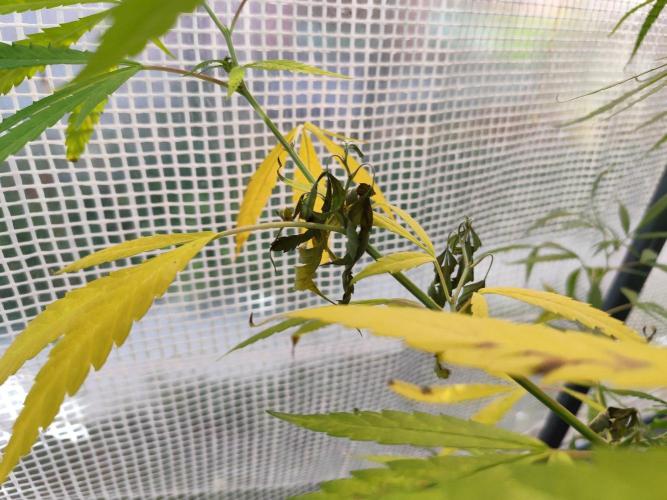 Greenhouse Summer Outdoor Grow 2026. Week 19 - Super Lemon Haze Cut von Hanfgarten
