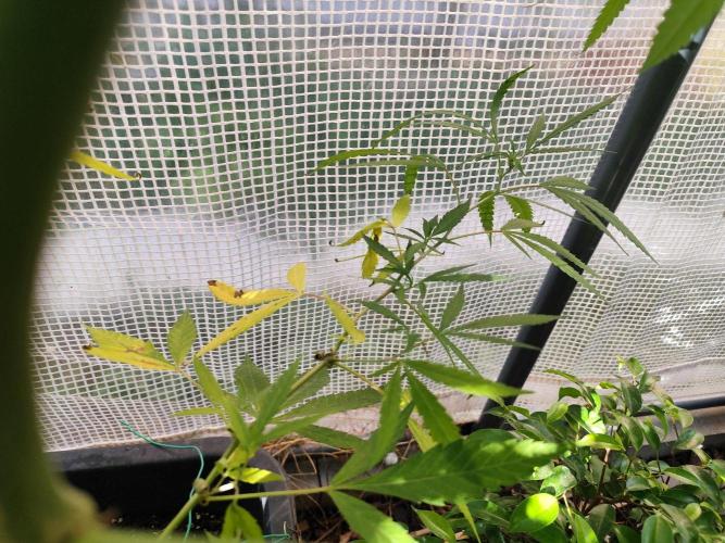 Greenhouse Summer Outdoor Grow 2026. Week 19