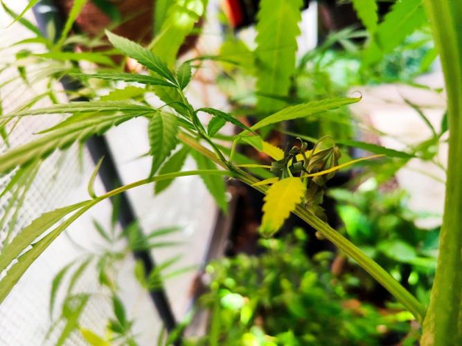 Greenhouse Summer Outdoor Grow 2026. Week 19