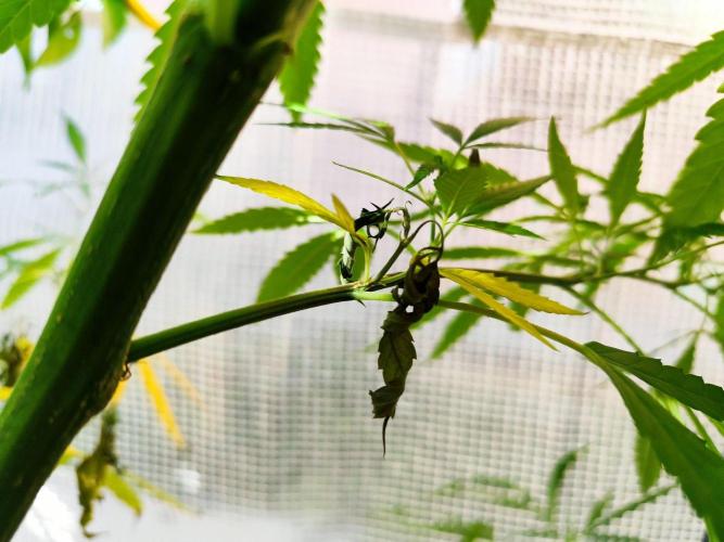 Greenhouse Summer Outdoor Grow 2026. Week 19