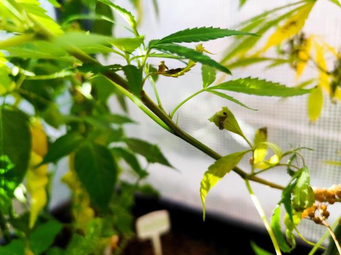 Greenhouse Summer Outdoor Grow 2026. Week 19