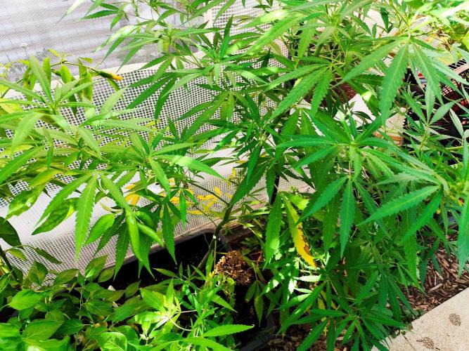 Greenhouse Summer Outdoor Grow 2026. Week 19