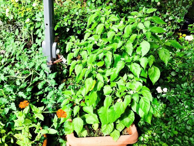 Greenhouse Summer Outdoor Grow 2026. Week 19 - Shishito, von selbst gekeimt