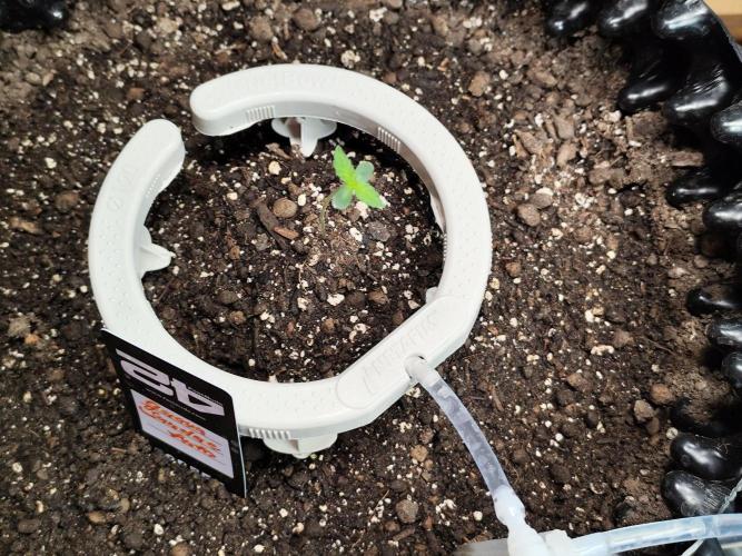 Guava Sundae Automatic Von 2Fast4Buds. Week 1 - Tag 8