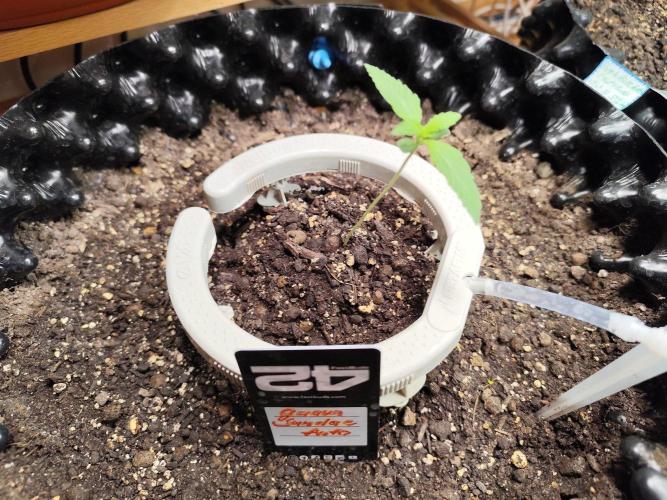 Guava Sundae Automatic Von 2Fast4Buds. Week 1 - Tag 13