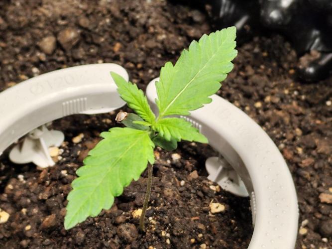 Purple Haze Auto. Week 1