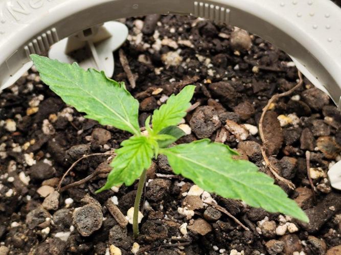 Milky Way F1 Auto. Week 1