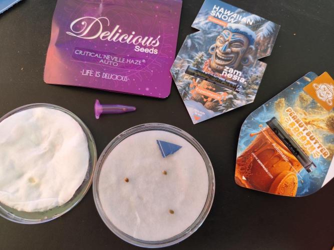 Schlittenfahren auf Hawaii 🛷​. Week 0 - 2. Chance Tag 0