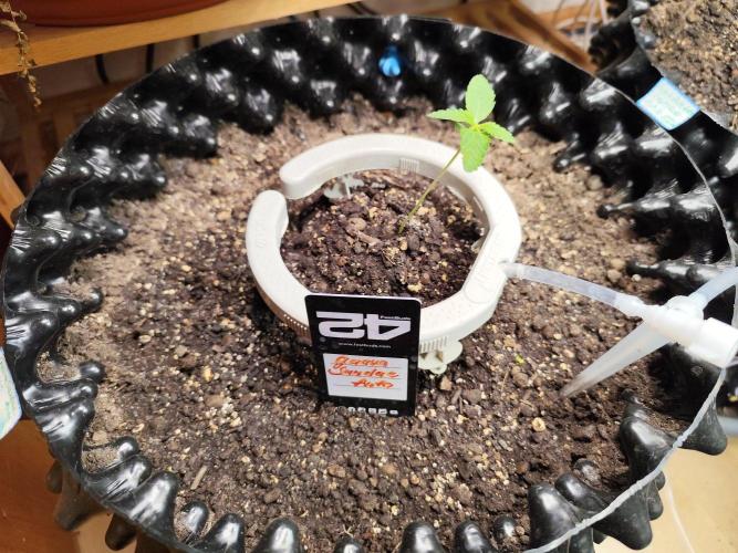 Guava Sundae Automatic Von 2Fast4Buds. Week 2 - Tag 14
