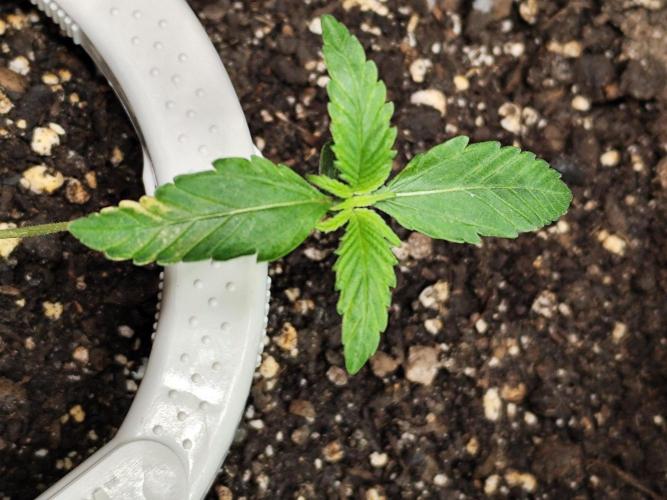 Guava Sundae Automatic Von 2Fast4Buds. Week 2 - Tag 15