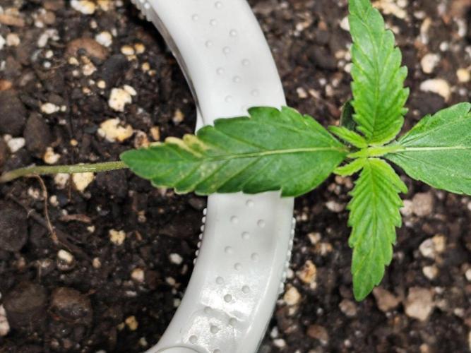 Guava Sundae Automatic Von 2Fast4Buds. Week 2