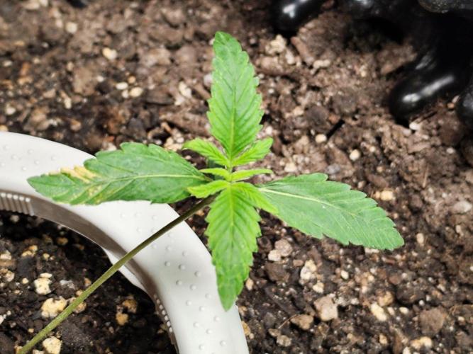 Guava Sundae Automatic Von 2Fast4Buds. Week 2