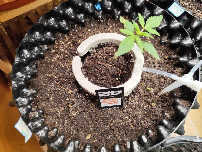 Guava Sundae Automatic Von 2Fast4Buds. Week 2 - Tag 19