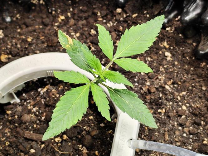 Guava Sundae Automatic Von 2Fast4Buds. Week 2