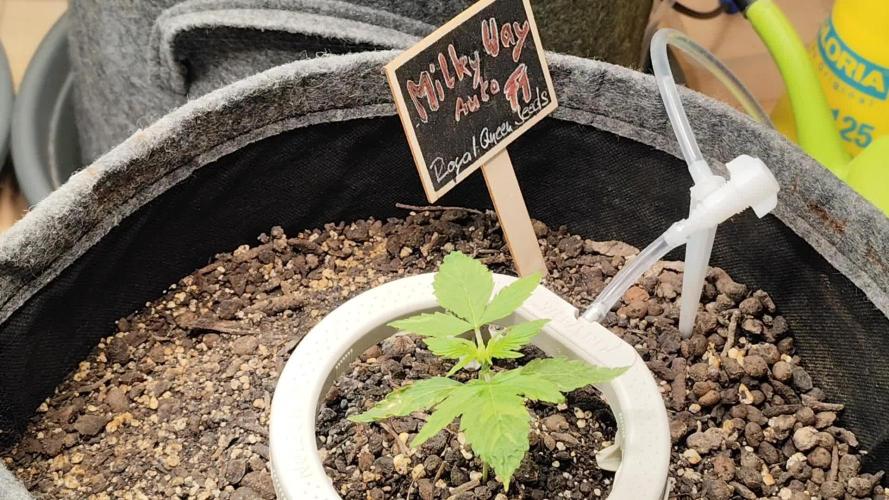 Guava Sundae Automatic Von 2Fast4Buds