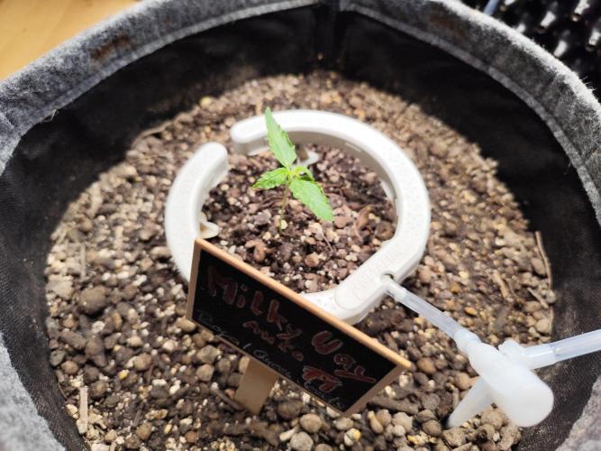 Schokoladendampf 🍫💨​. Week 2 - Tag 14