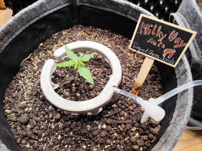Schokoladendampf 🍫💨​. Week 2 - Tag 16