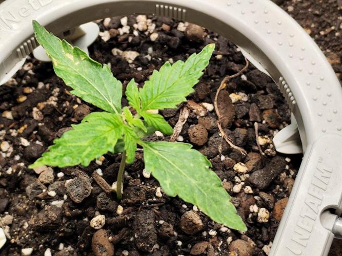 Schokoladendampf 🍫💨​. Week 2