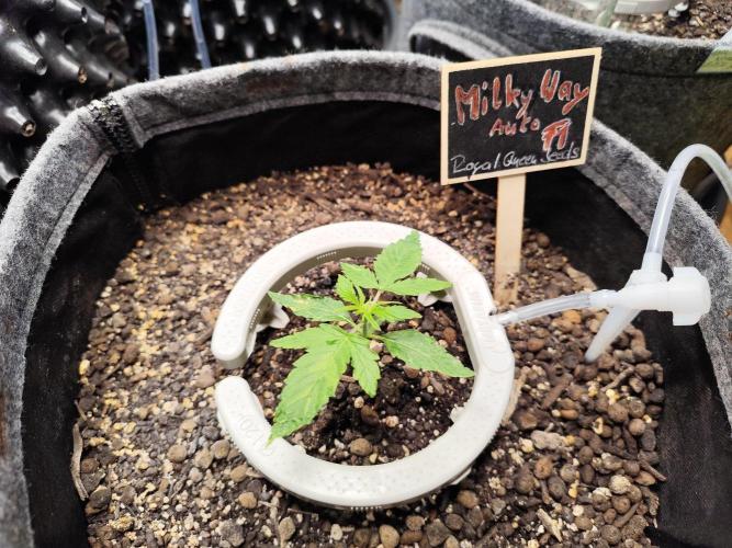 Schokoladendampf 🍫💨​. Week 2