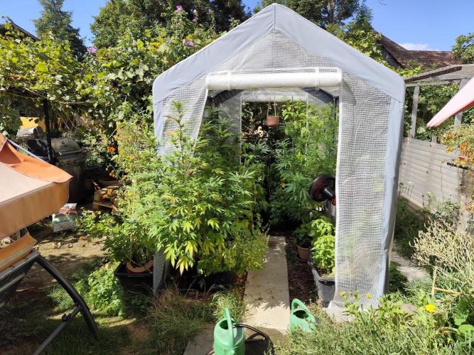 Greenhouse Summer Outdoor Grow 2026. Week 20 - Tag 142